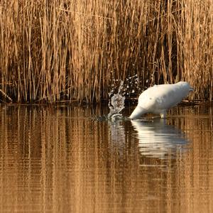 Great Egret