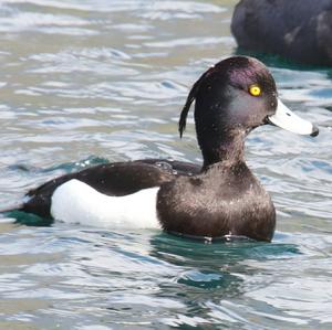 Tufted Duck