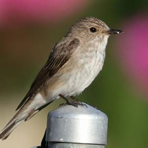 Spotted Flycatcher