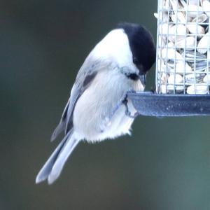 Willow Tit