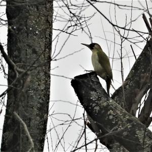 Eurasian Green Woodpecker