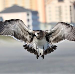 Laughing Gull