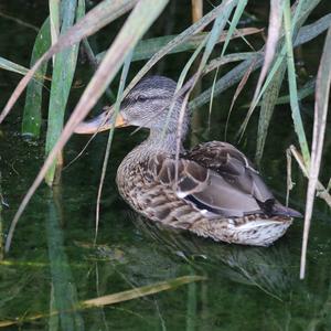 Mallard