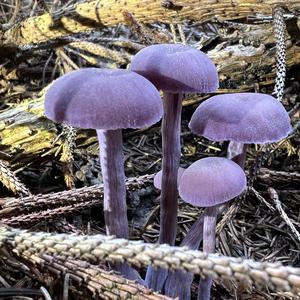 Amethyst Deceiver