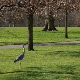 Grey Heron