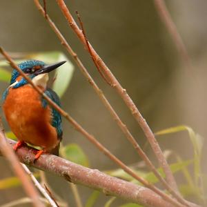 Common Kingfisher