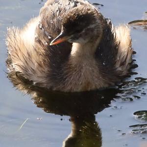 Little Grebe