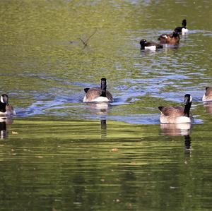 Canada Goose