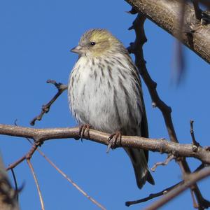 Eurasian Siskin