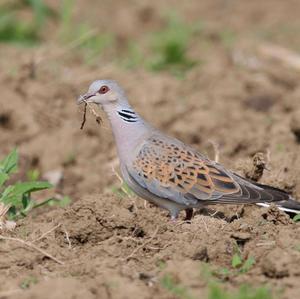 European Turtle-dove