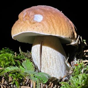 King Bolete