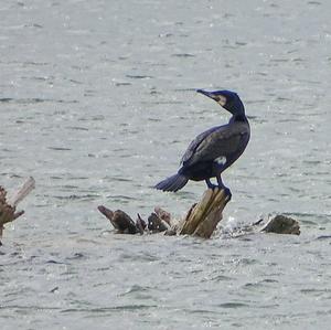 Great Cormorant