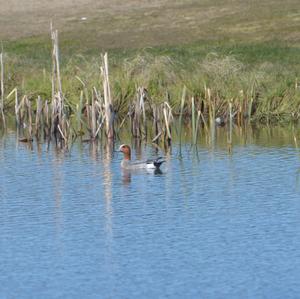 Eurasian Wigeon