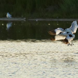 Pied Avocet