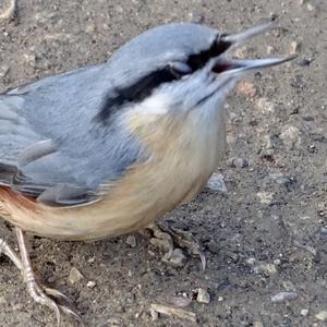 Wood Nuthatch