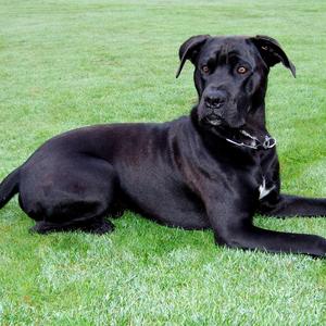 Cane Corso Italiano