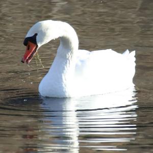 Mute Swan