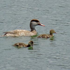 Common Merganser