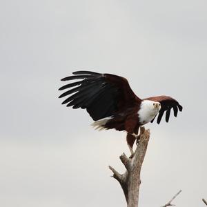 Schreiseeadler