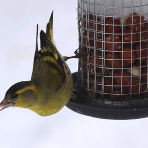 Eurasian Siskin