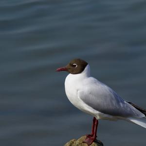 Black-headed Gull