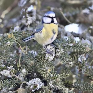 Blue Tit