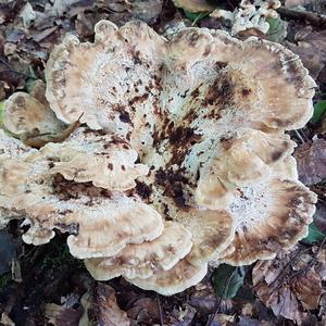 Black-staining Polypore