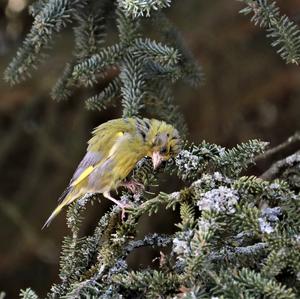 European Greenfinch