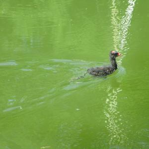 Common Moorhen