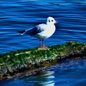 Black-headed Gull