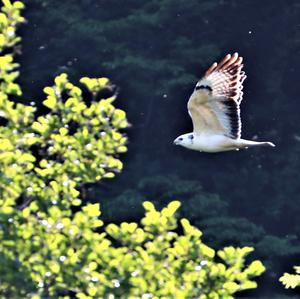 Common Buzzard