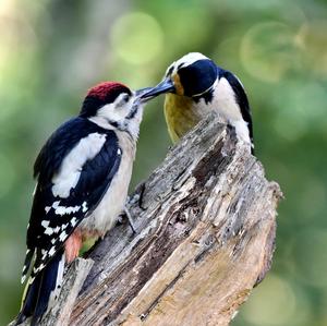 Great Spotted Woodpecker