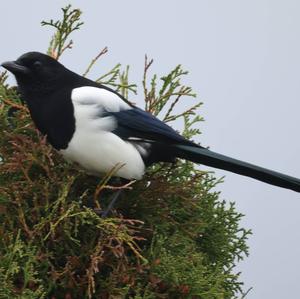 Black-billed Magpie