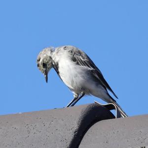 White Wagtail