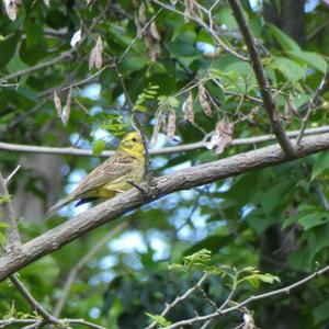 Yellowhammer