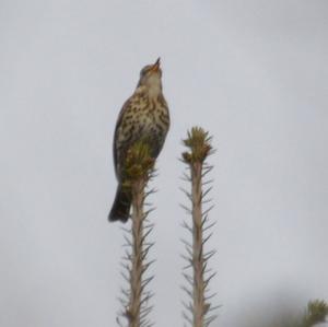 Song Thrush