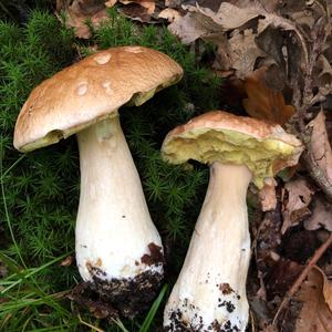 Summer Bolete