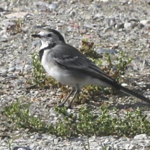 White Wagtail