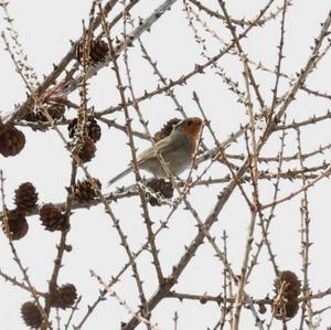 European Robin