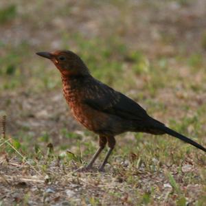 Common Starling