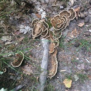 Turkey-tail