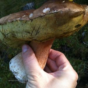 Summer Bolete