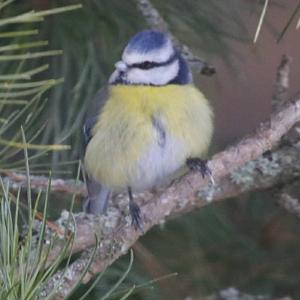 Blue Tit