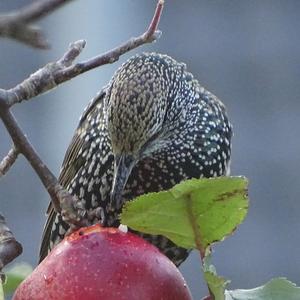 Common Starling