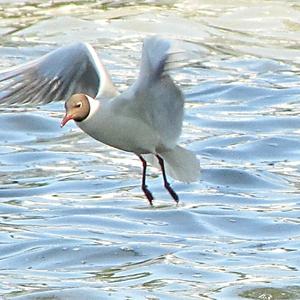 Black-headed Gull