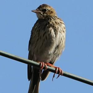 Tree Pipit