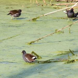 Common Moorhen