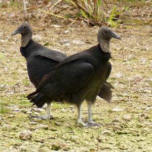 Black Vulture