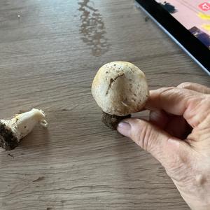 Unbekannte Art