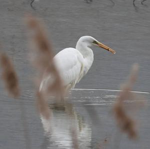 Great Egret